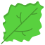 Lettuce Leaf icon