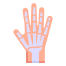 Hand Bones icon