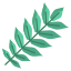 Butternut Leaf icon