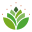 Mango Leaves icon