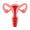 Uterus icon