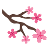 Kirschblüte icon