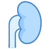 Kidney icon