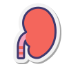 Kidney icon