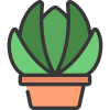 Echeveria icon