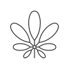 Schefflera icon