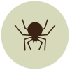 Spider icon