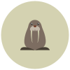 Walrus icon