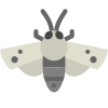 Hawk Moth icon