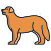 Bernese Mountain icon