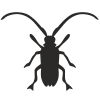 Longhorn Beetle icon