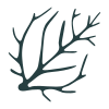 Seaweed icon