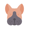 Boston Terrier icon