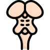 Anatomy icon