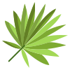 Cabbage Palmetto Leaf icon
