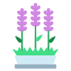 Lavender icon