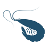 Shrimp icon