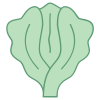 Lattuga icon