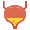 Bladder icon