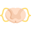 Anatomy icon