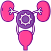 Urinary Tract icon