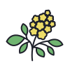 fleur de sureau icon