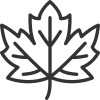 Maple icon