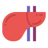 Anatomy icon