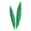 Snake Plant icon