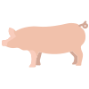 Schwein icon