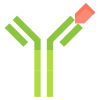 Antibody icon