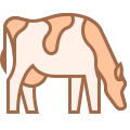 Cow Breed icon