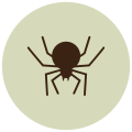 Spider icon