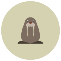 Walrus icon