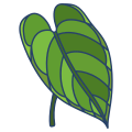 Anthurium icon