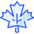 Mapple Leaf icon