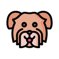 Havanese Dog icon