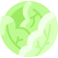 Cabbage icon