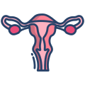 Uterus icon