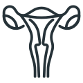 Uterus icon