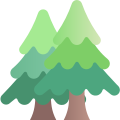 Pine icon