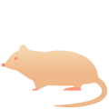 Rat icon