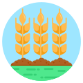 보리 icon