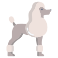 French Poodle icon
