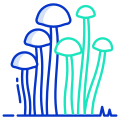 Enokitake Mushrooms icon