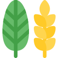 Decorative paddy leaf as a part of thanksgiving harvesting season icon