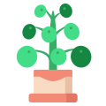 Pilea icon