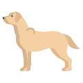 Labrador Retriever icon