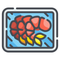 Fruit de mer icon