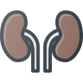 Kidneys icon